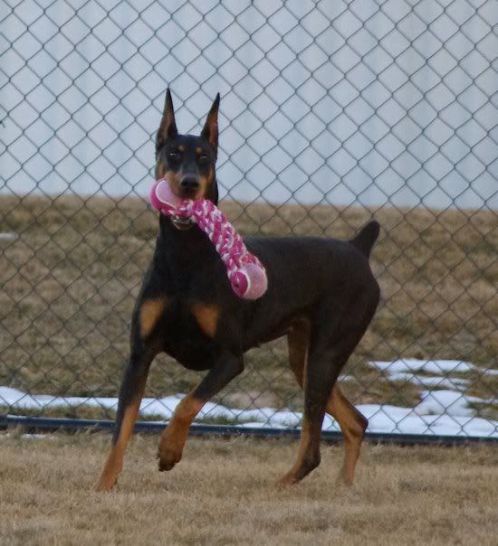 Breeder in PA? Doberman Forum Doberman Breed Dog Forums